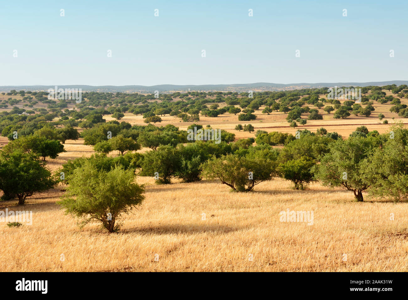 L'arbre d'Argan. L'huile d'argan est devenue un produit à la mode en Europe et en Amérique du Nord. Essaiura, Maroc Banque D'Images