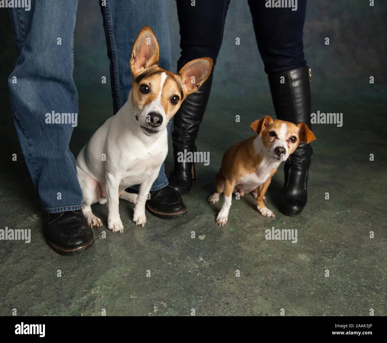 Jack Russell Terrier et Chihuahua assis à jambes de l'homme et de la femme Banque D'Images