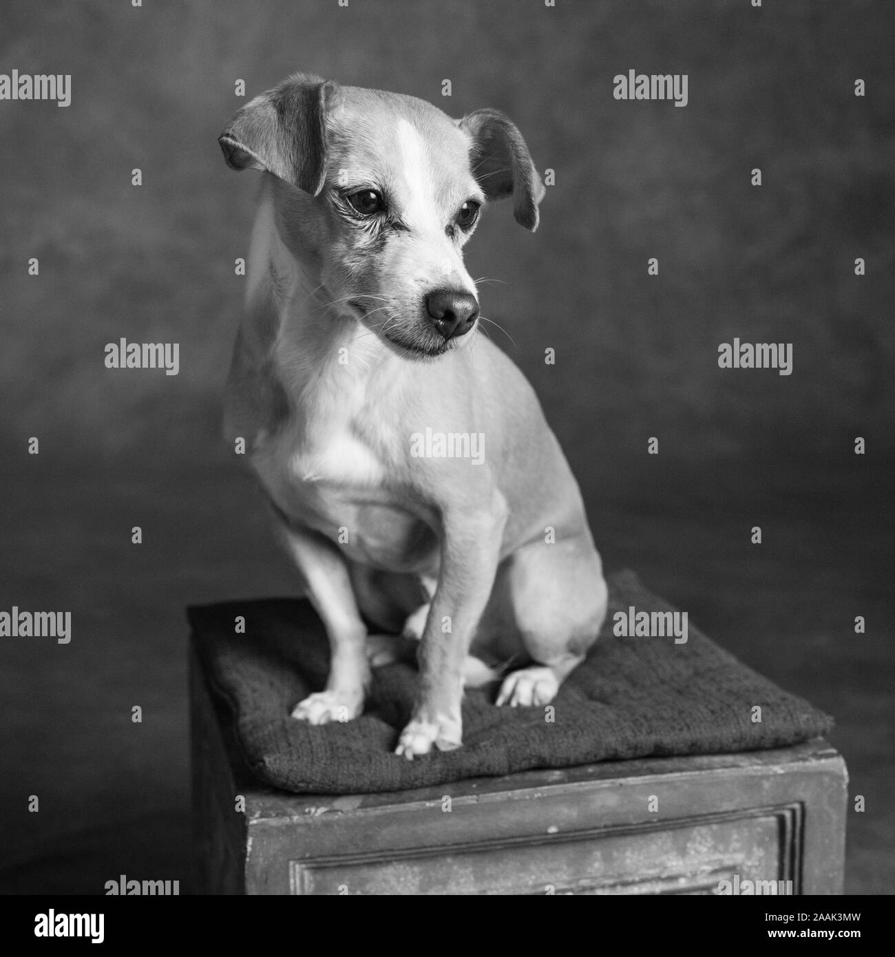 Studio portrait de Chihuahua assis sur la selle Banque D'Images