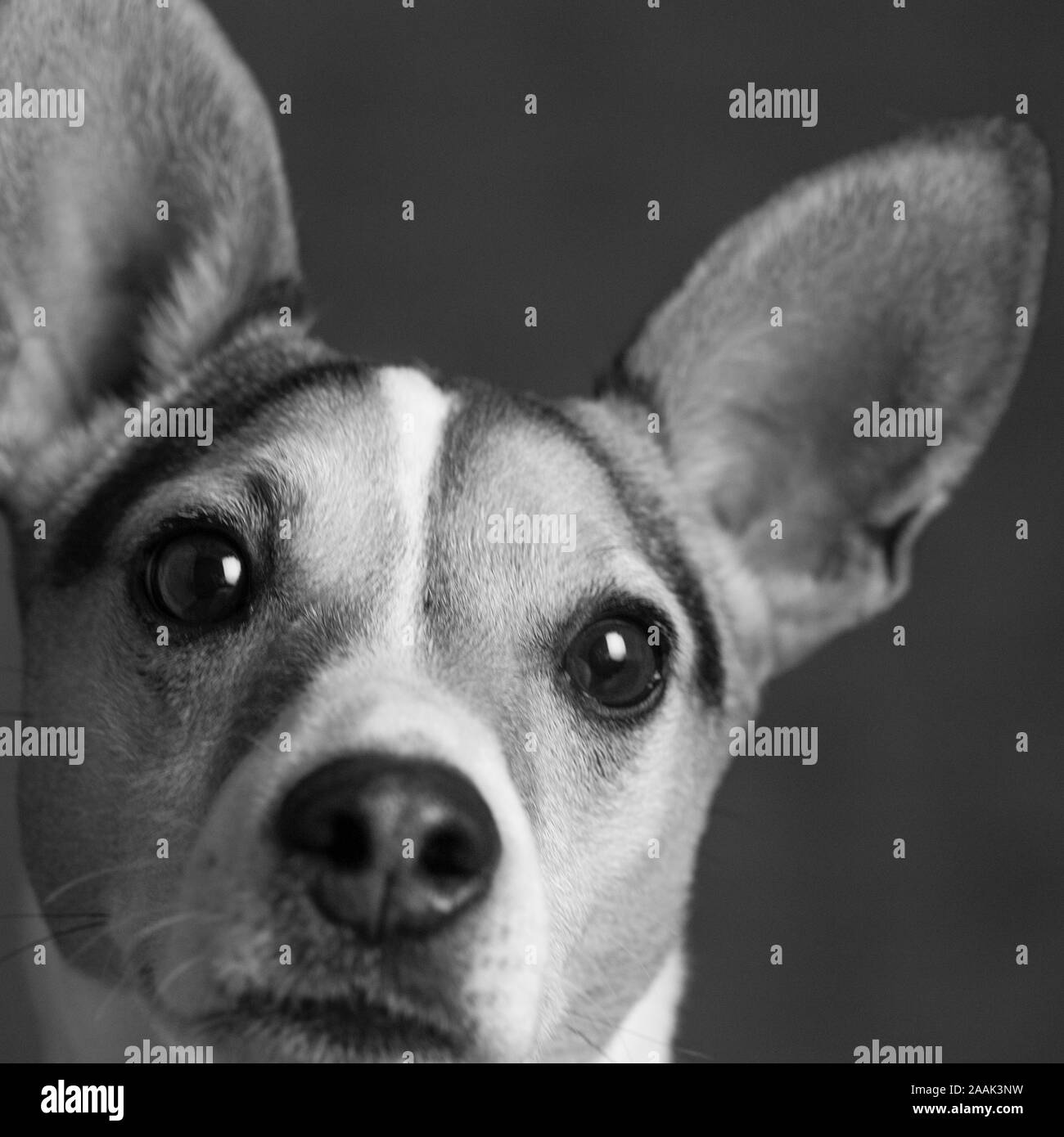 Close-up de Jack Russell Terrier Banque D'Images