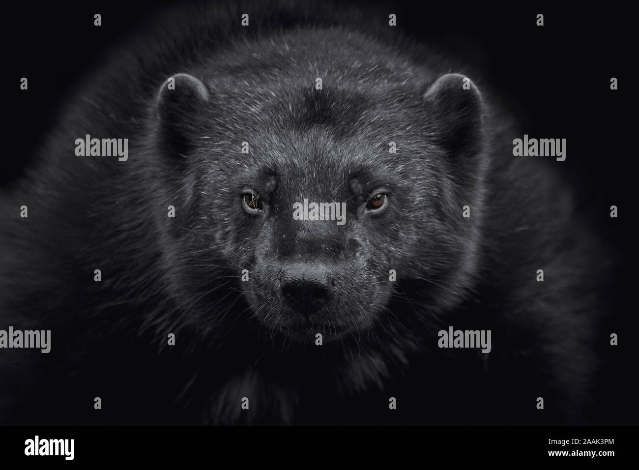 Portrait en gros plan de Wolverine (Gulo gulo) isolé sur fond noir Banque D'Images