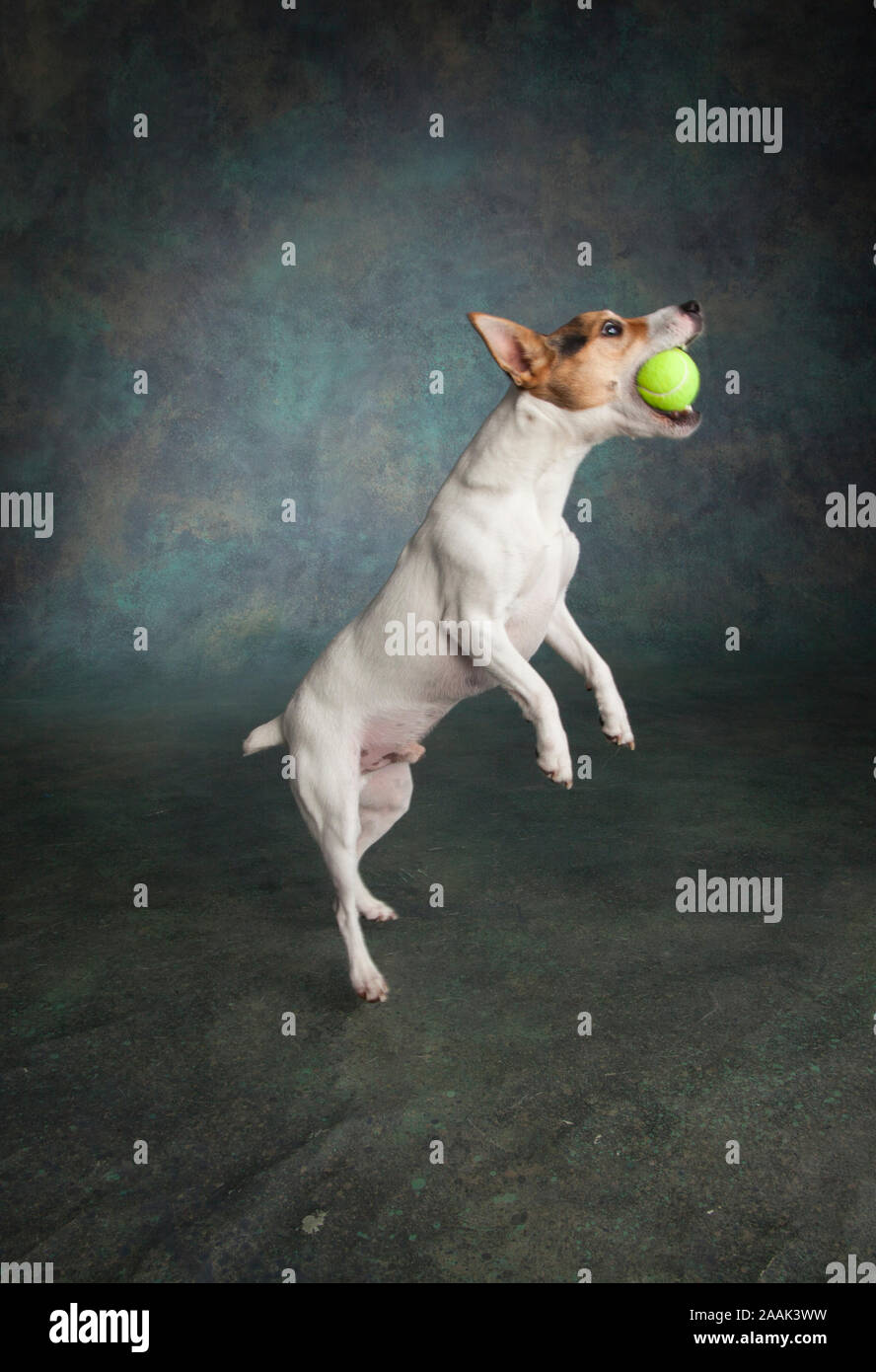 Studio shot of Jack Russell Terrier jouant avec balle de tennis Banque D'Images