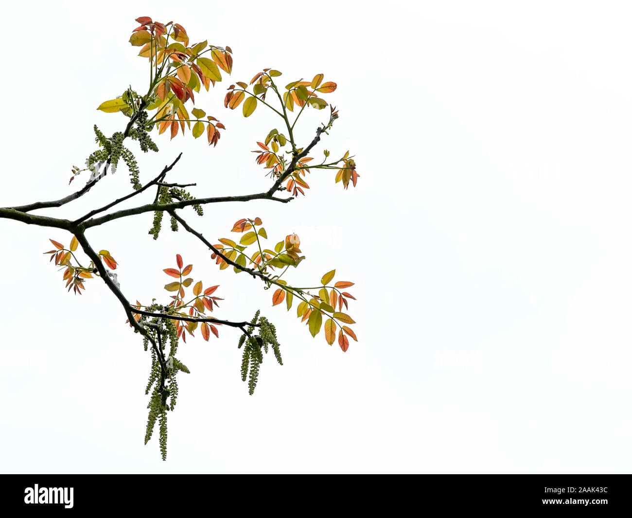 Les jeunes feuilles de printemps et d'un noyer les chatons, isolé sur fond blanc - Juglans regia Banque D'Images