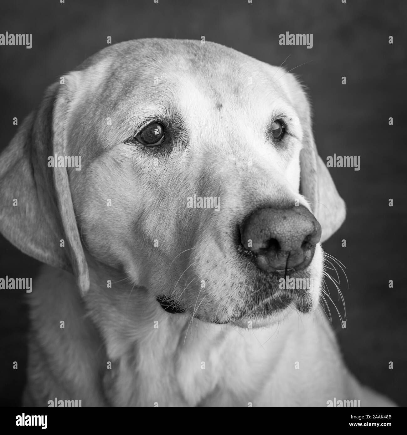 Portrait de studio de Golden Retriever Lab mix Banque D'Images