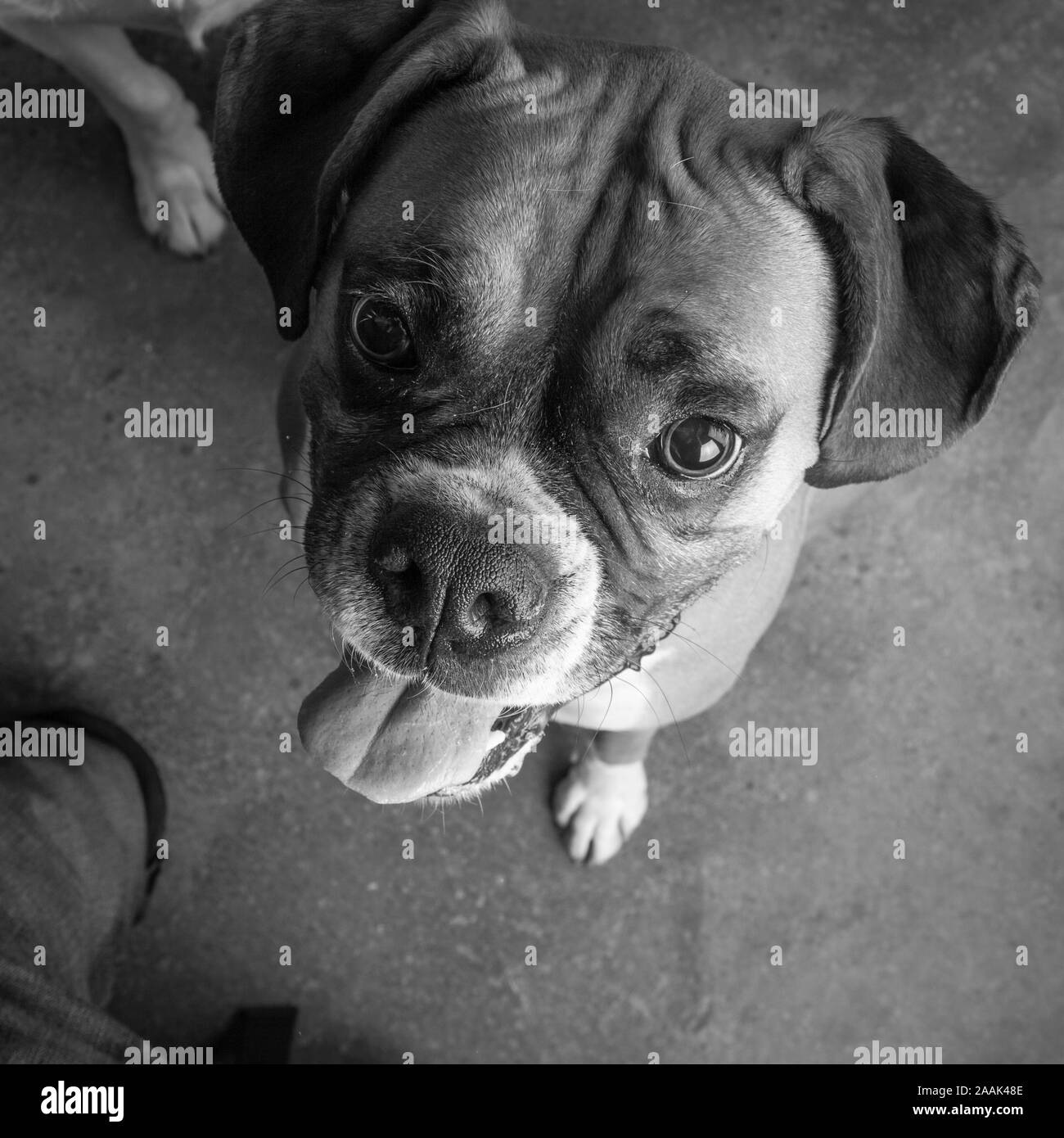 Studio portrait de Boxer Banque D'Images