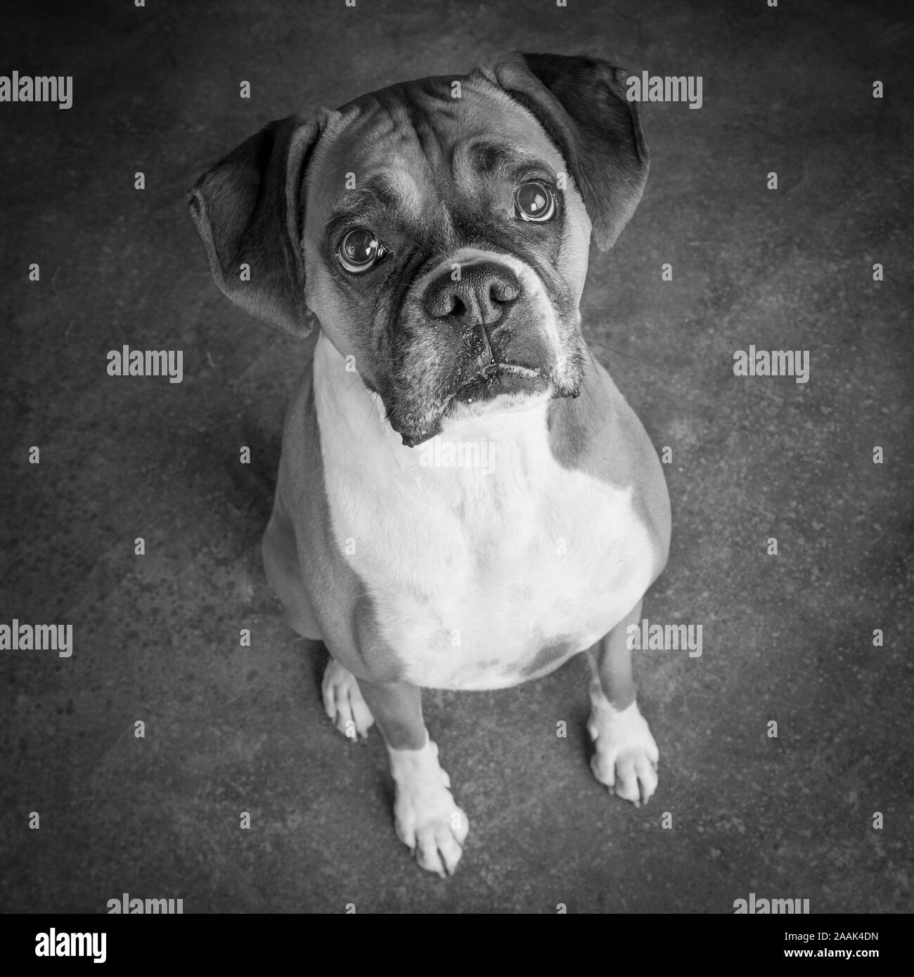 Portrait de chien Boxer Banque D'Images