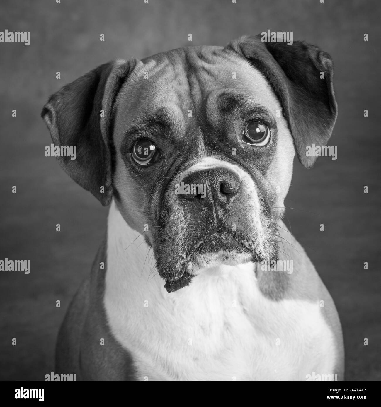 Portrait de chien Boxer Banque D'Images