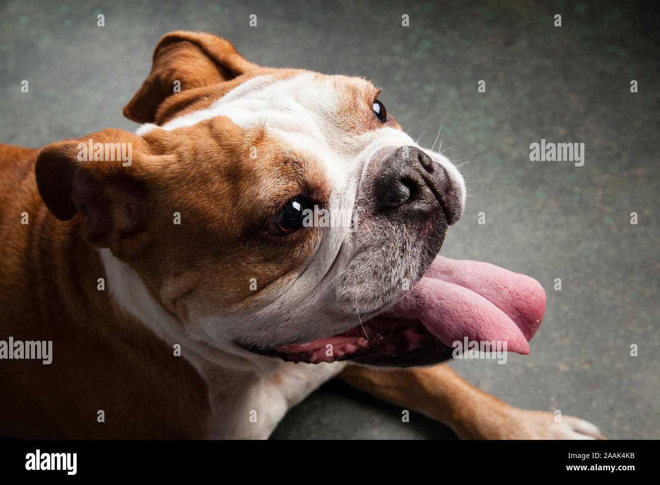 Portrait de Bulldog anglais Banque D'Images