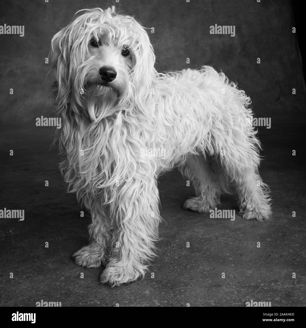 Portrait de Mini Goldendoodle Banque D'Images
