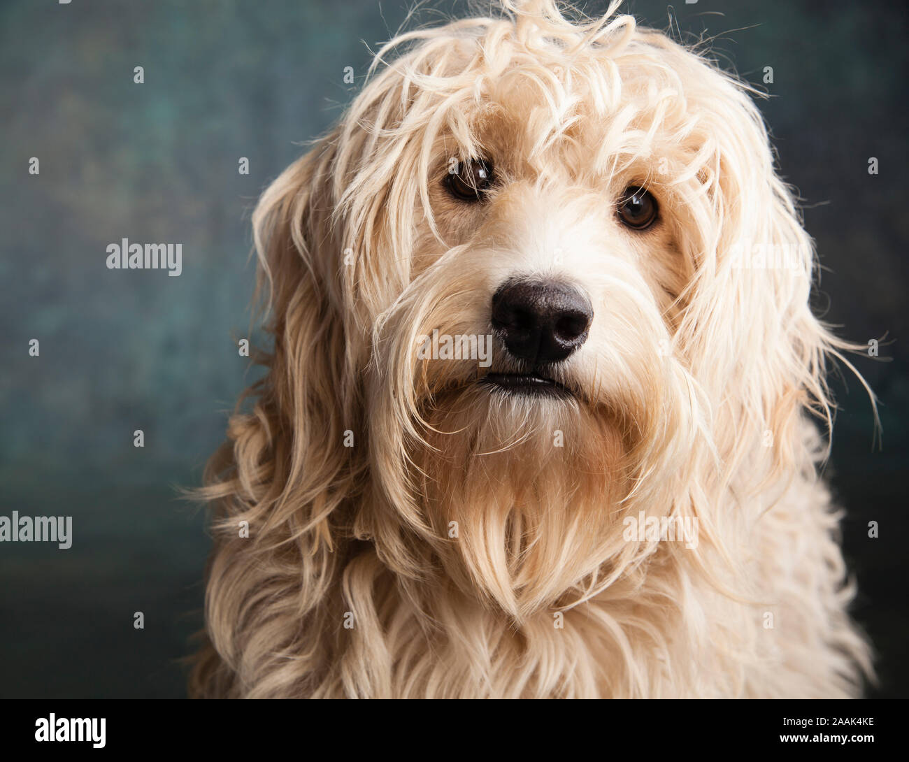 Portrait de Mini Goldendoodle Banque D'Images