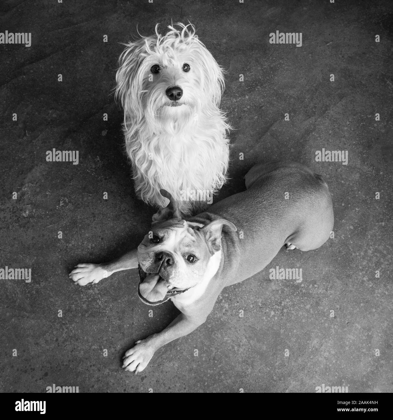 Portrait de Mini Goldendoodle et Bulldog anglais Banque D'Images