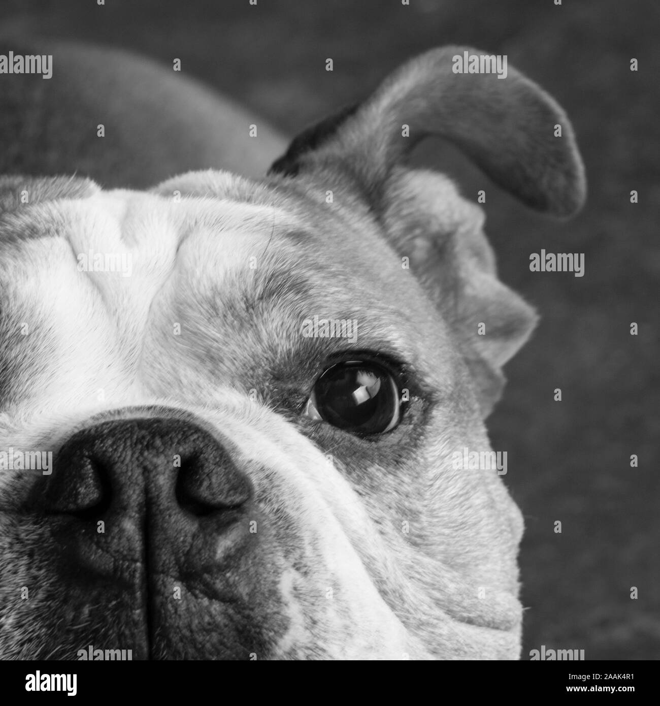 Portrait de Bulldog anglais Banque D'Images