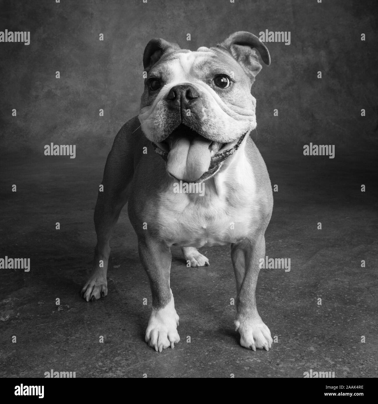 Portrait de Bulldog anglais Banque D'Images