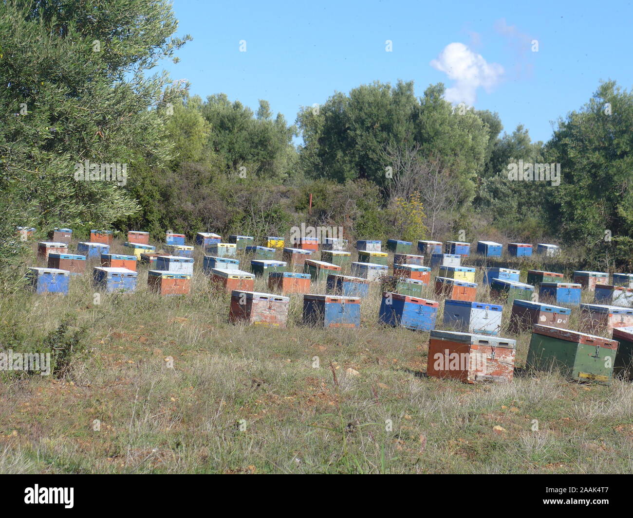 Ruches en Chalcidique, en Grèce Banque D'Images