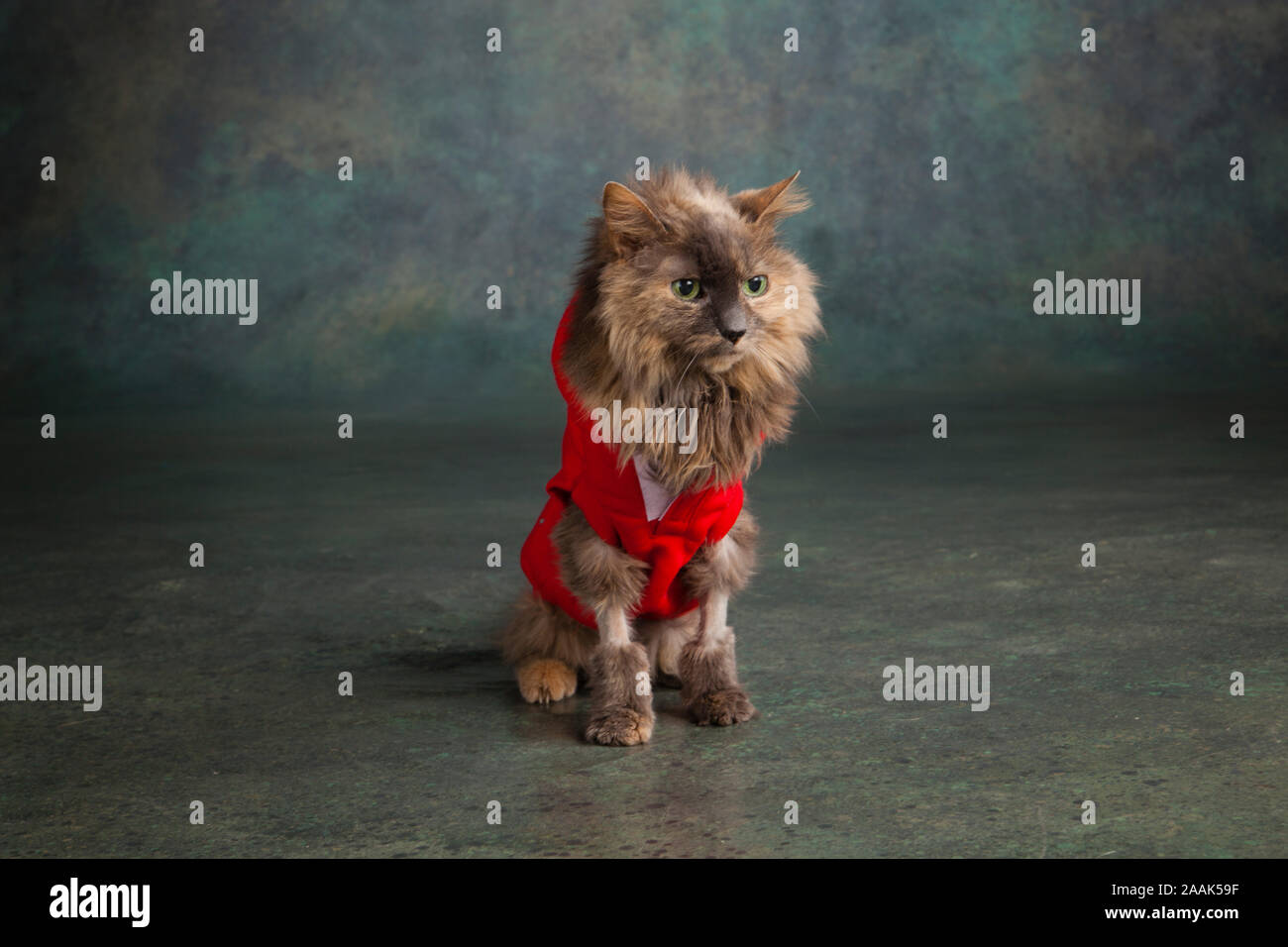 Studio shot of Long haired cat wearing red vest Banque D'Images