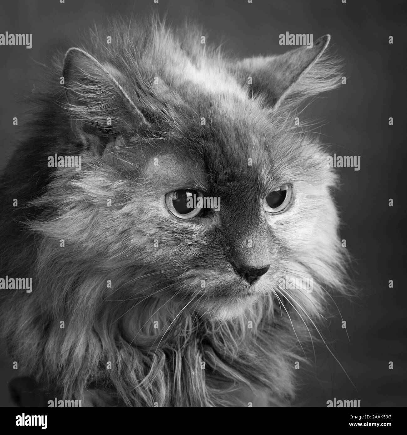 Close-up of Long haired cat Banque D'Images