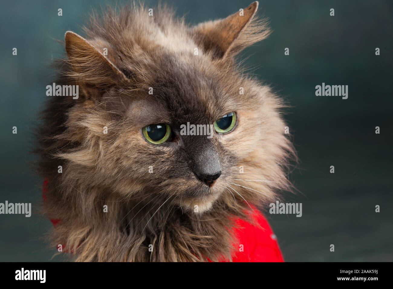 Close-up of Long haired cat wearing red vest Banque D'Images