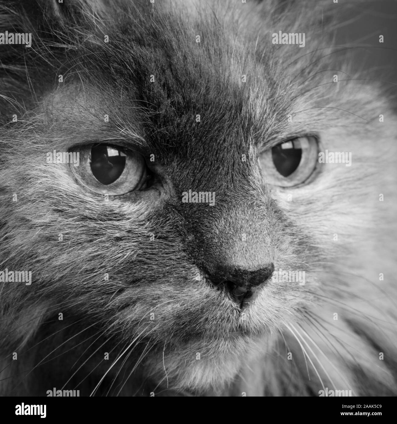 Close-up of Long haired cat Banque D'Images