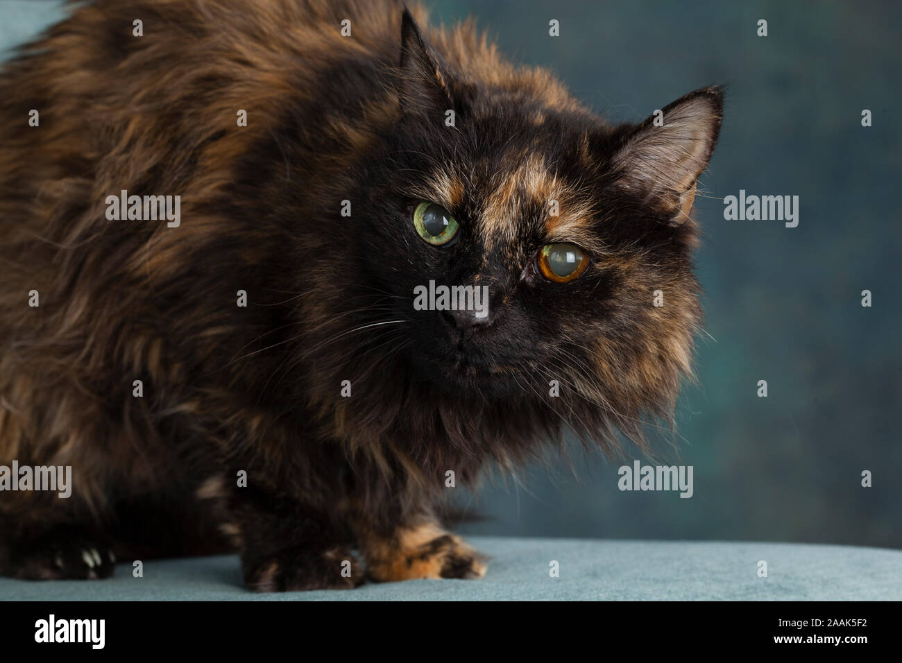 Studio portrait de chat à poils longs Banque D'Images