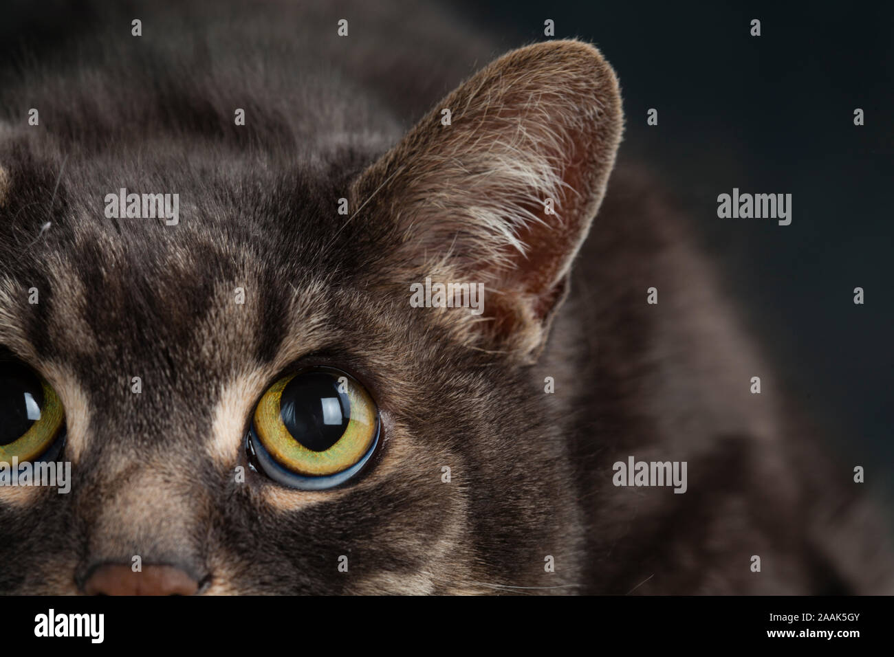 Close-up of cat Banque D'Images