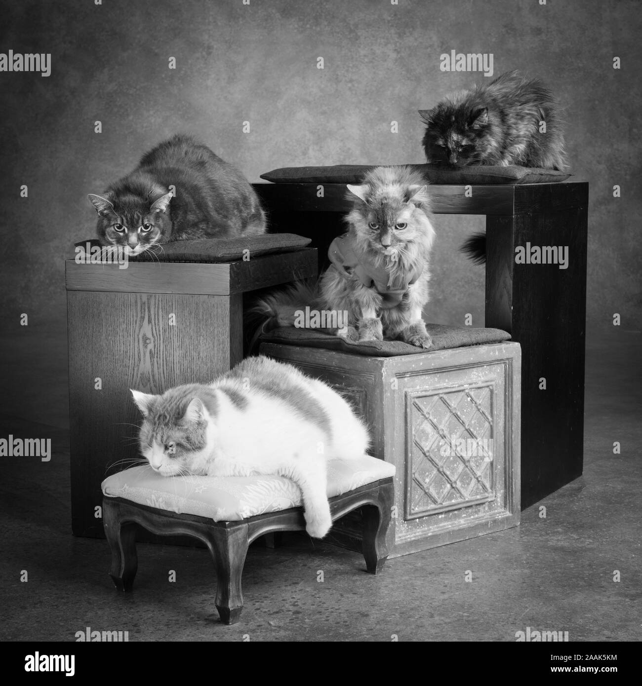 Portrait de quatre chats assis sur des caisses en bois Banque D'Images