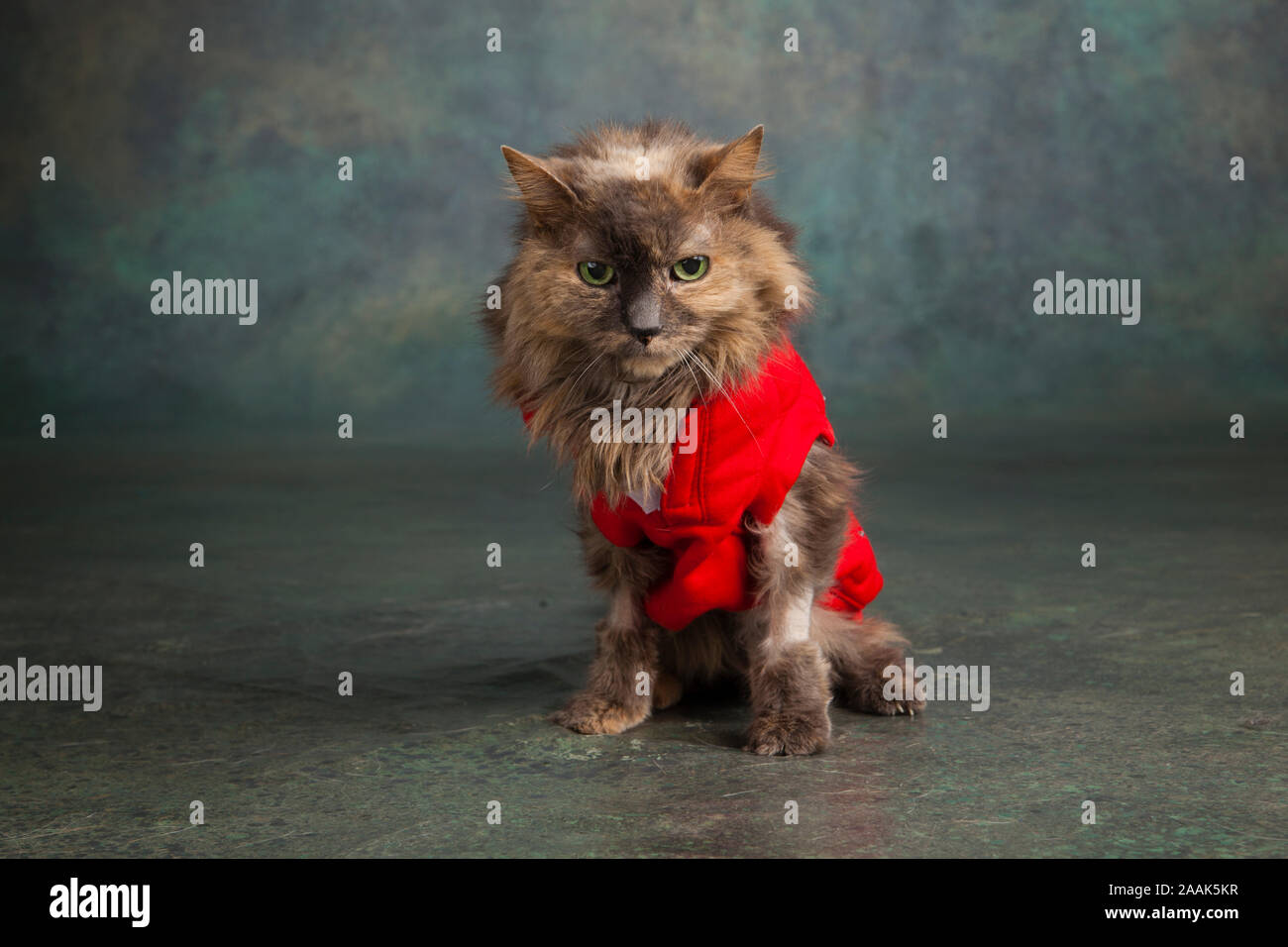 Studio portrait de chat à poil long portant veste rouge Banque D'Images