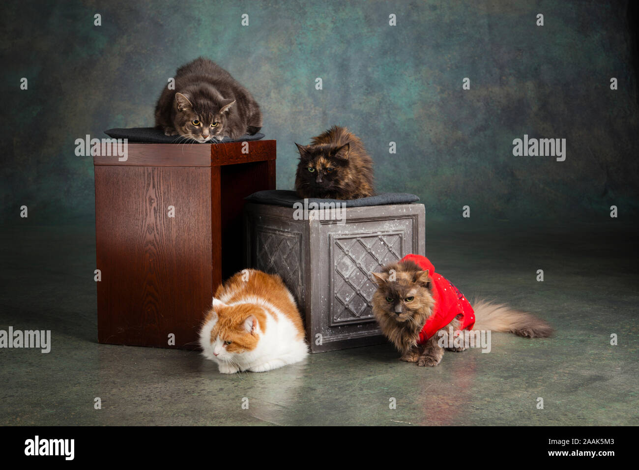 Portrait de quatre chats assis sur des caisses en bois Banque D'Images