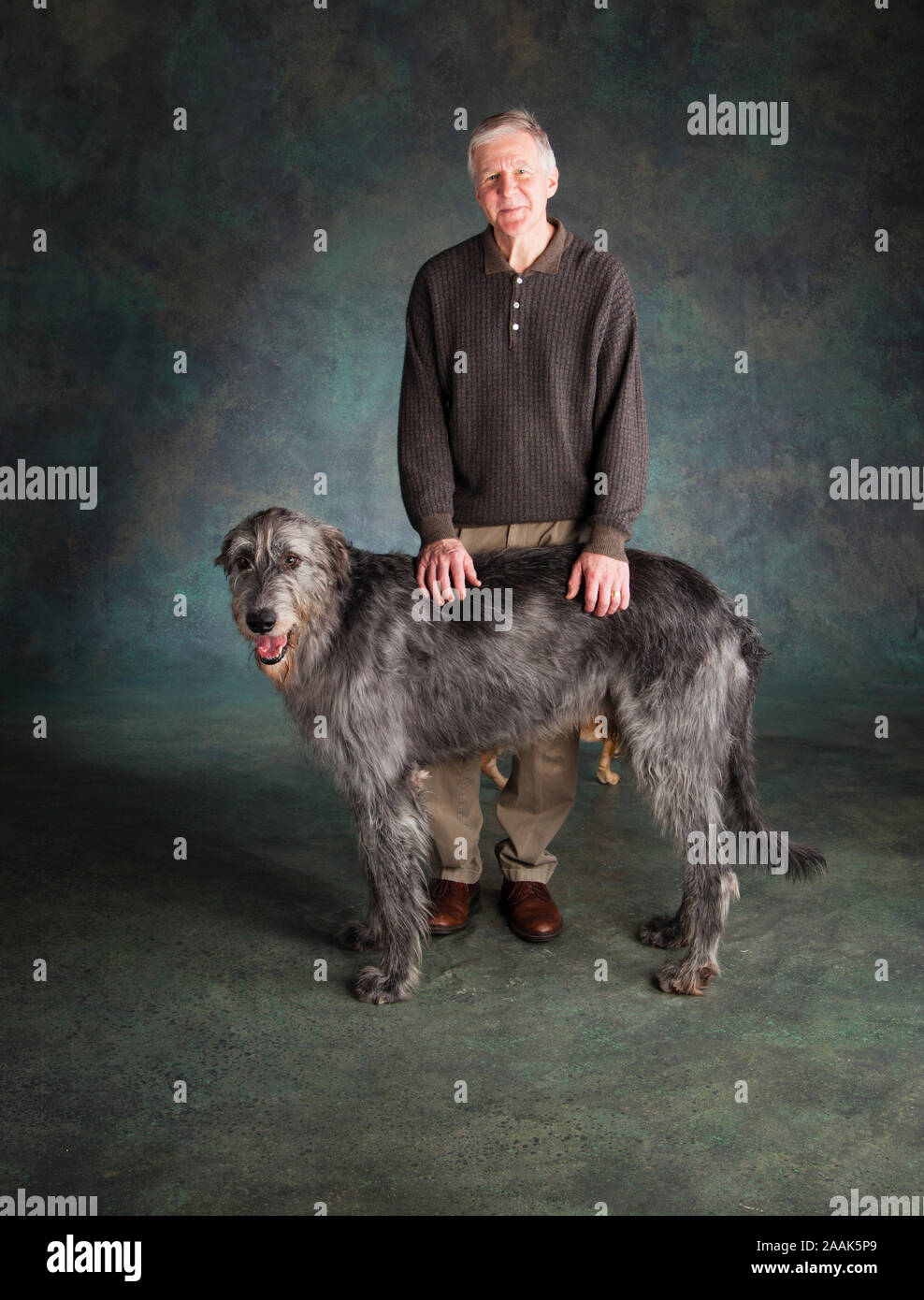 Studio portrait of senior man with Wolf hound dog Banque D'Images