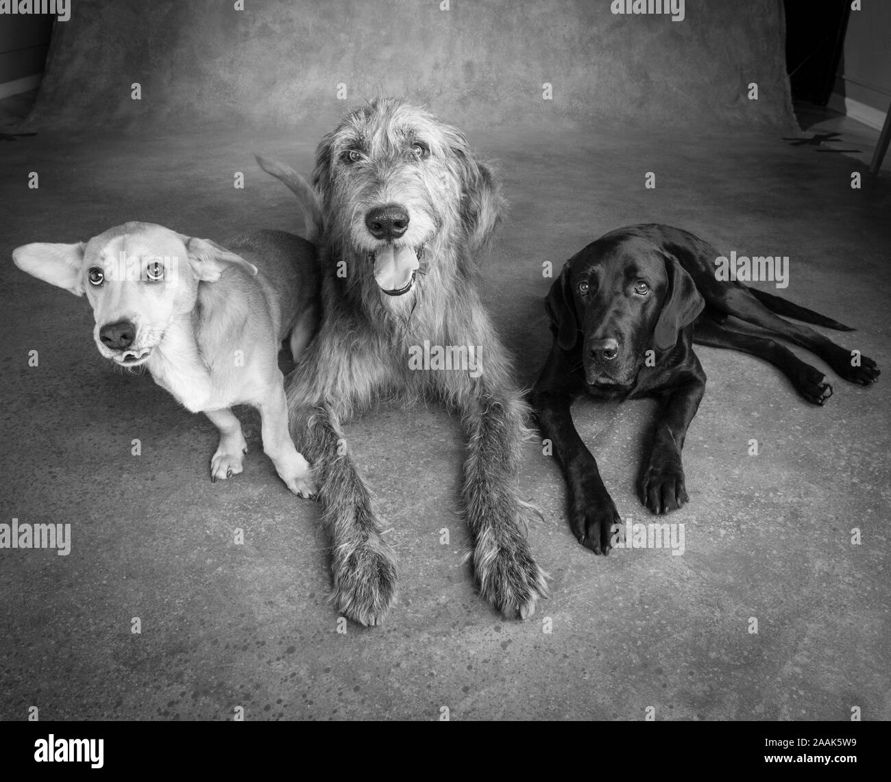 Studio portrait of Irish Wolf hound dog, Labrador dogue allemand chien mixte, et un Westie Labrador chien mixte Banque D'Images
