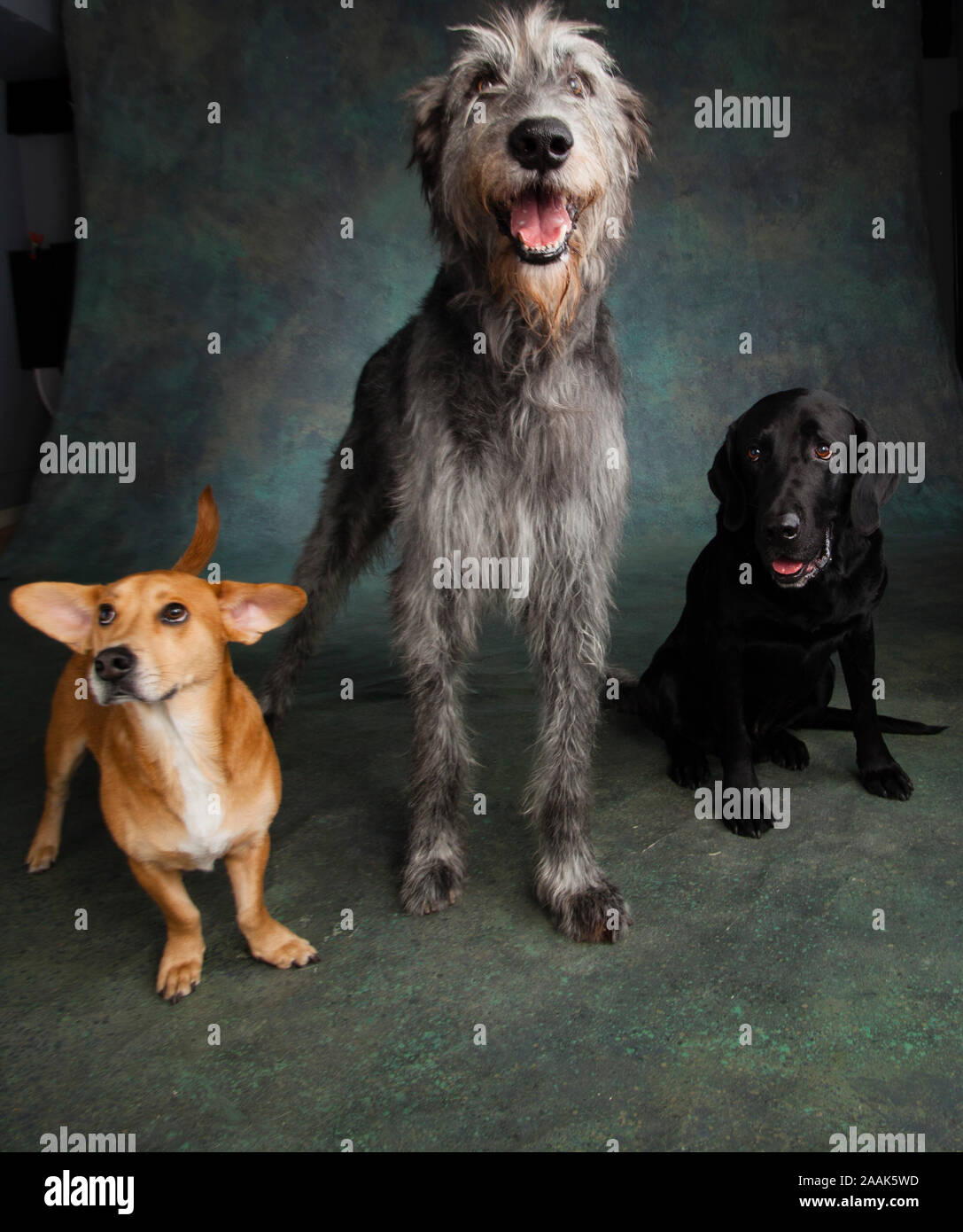 Studio portrait of Irish Wolf hound dog, Labrador dogue allemand chien mixte, et un Westie Labrador chien mixte Banque D'Images