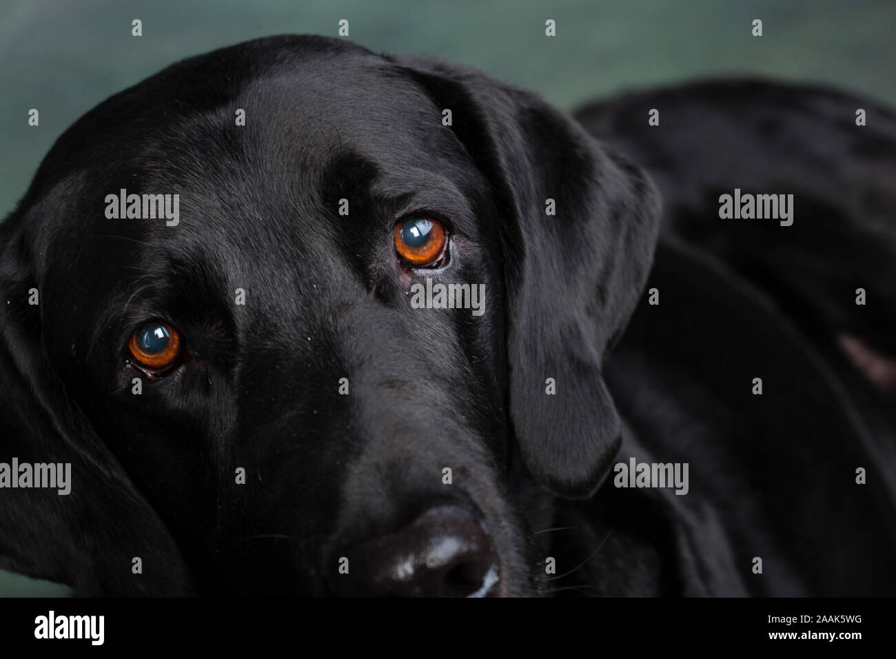 Portrait de Grand Danois chien mix Lab Banque D'Images