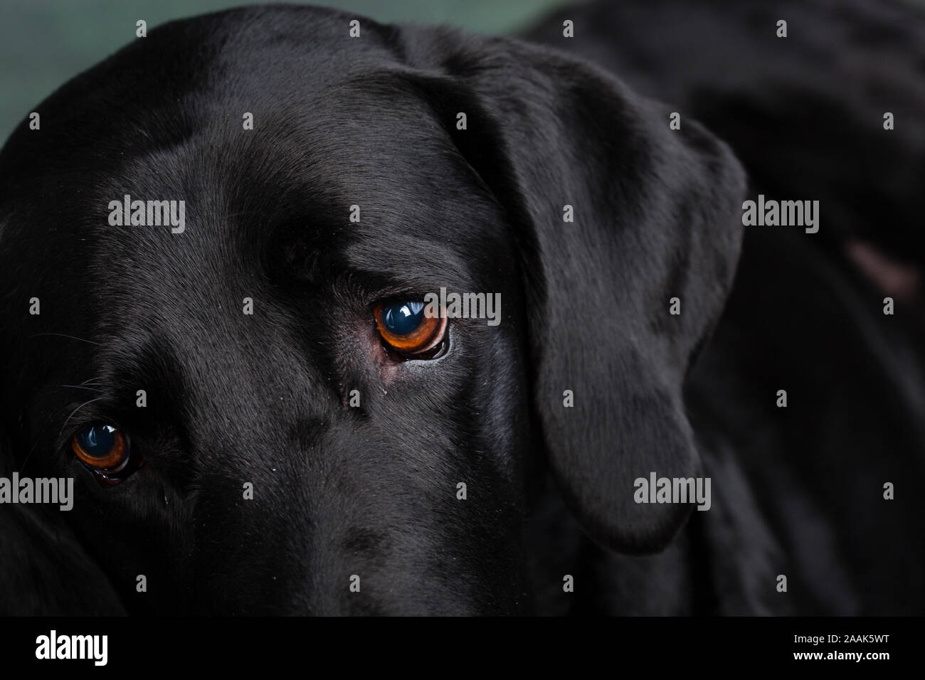 Portrait de Grand Danois chien mix Lab Banque D'Images