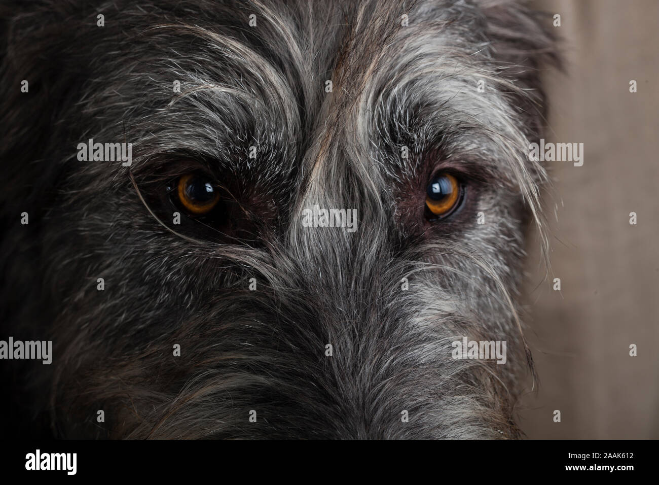Portrait d'Irish Wolfhound Banque D'Images