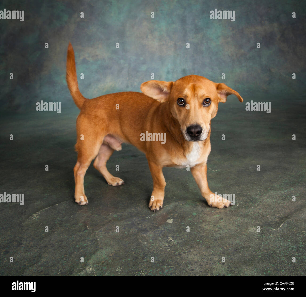 Portrait de Westie chien mixte Laboratoire Banque D'Images