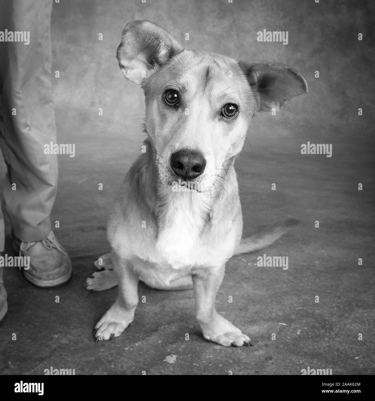 Portrait de Westie chien mixte Laboratoire Banque D'Images