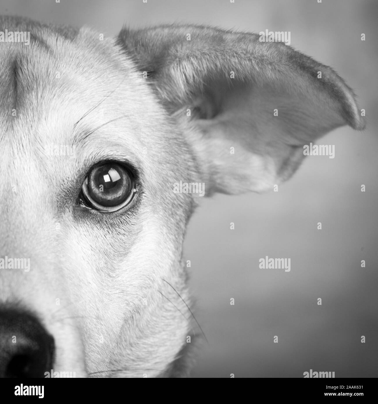 Portrait de Westie chien mixte Laboratoire Banque D'Images