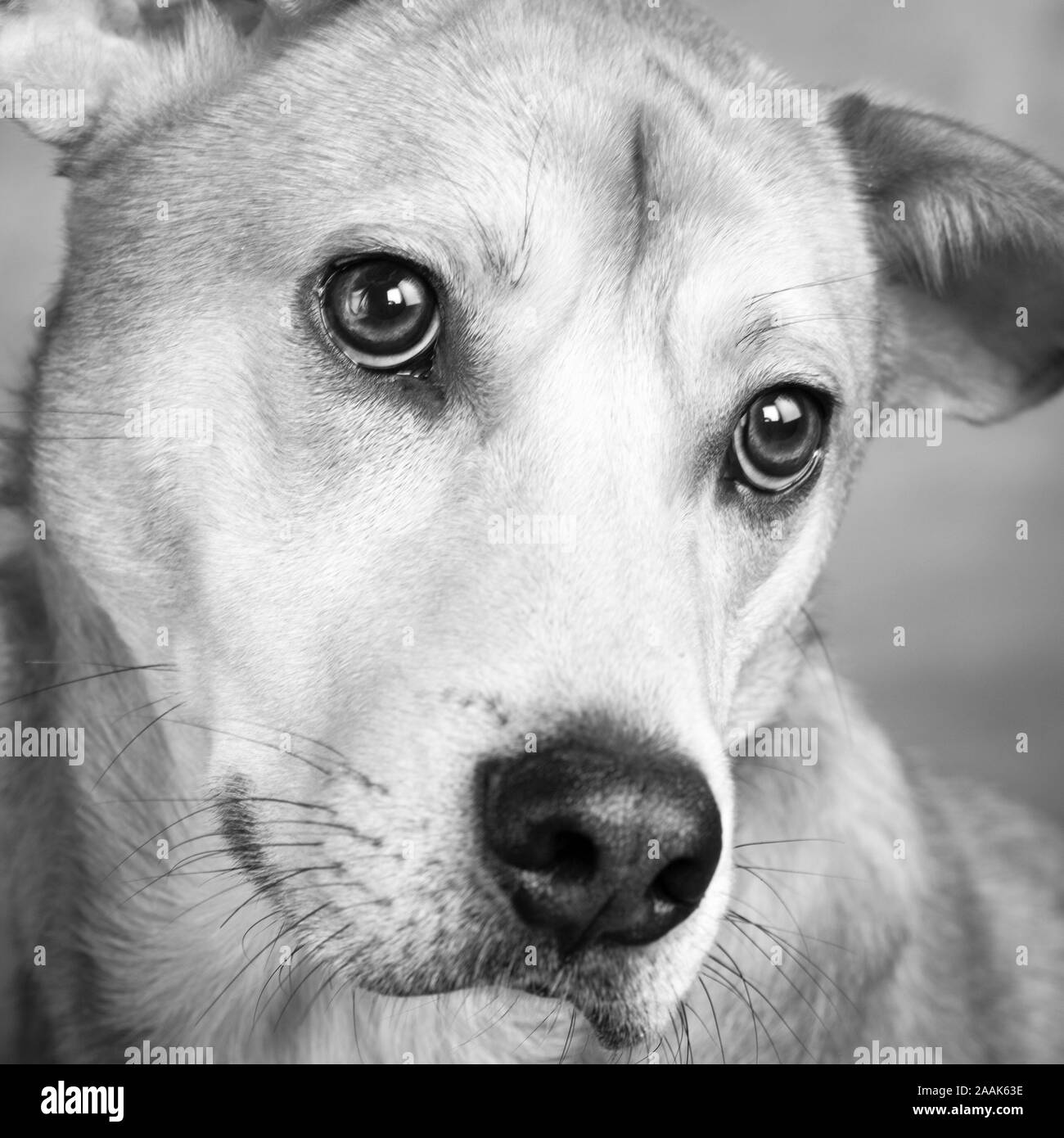 Portrait de Westie chien mixte Laboratoire Banque D'Images