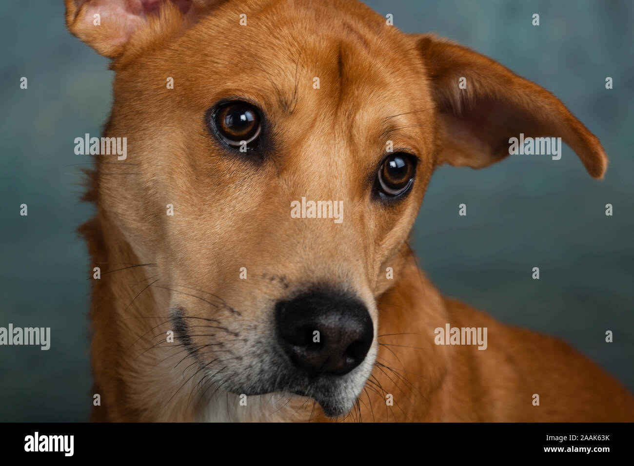 Portrait de Westie chien mixte Laboratoire Banque D'Images