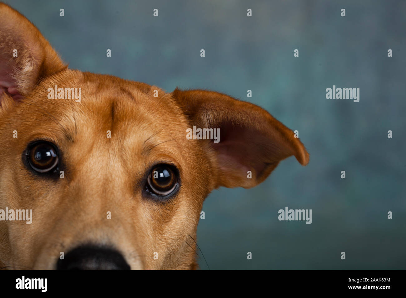 Portrait de Westie chien mixte Laboratoire Banque D'Images