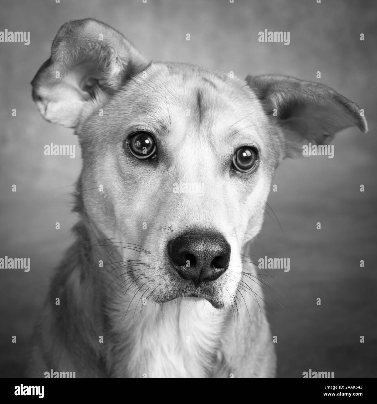 Portrait de Westie chien mixte Laboratoire Banque D'Images