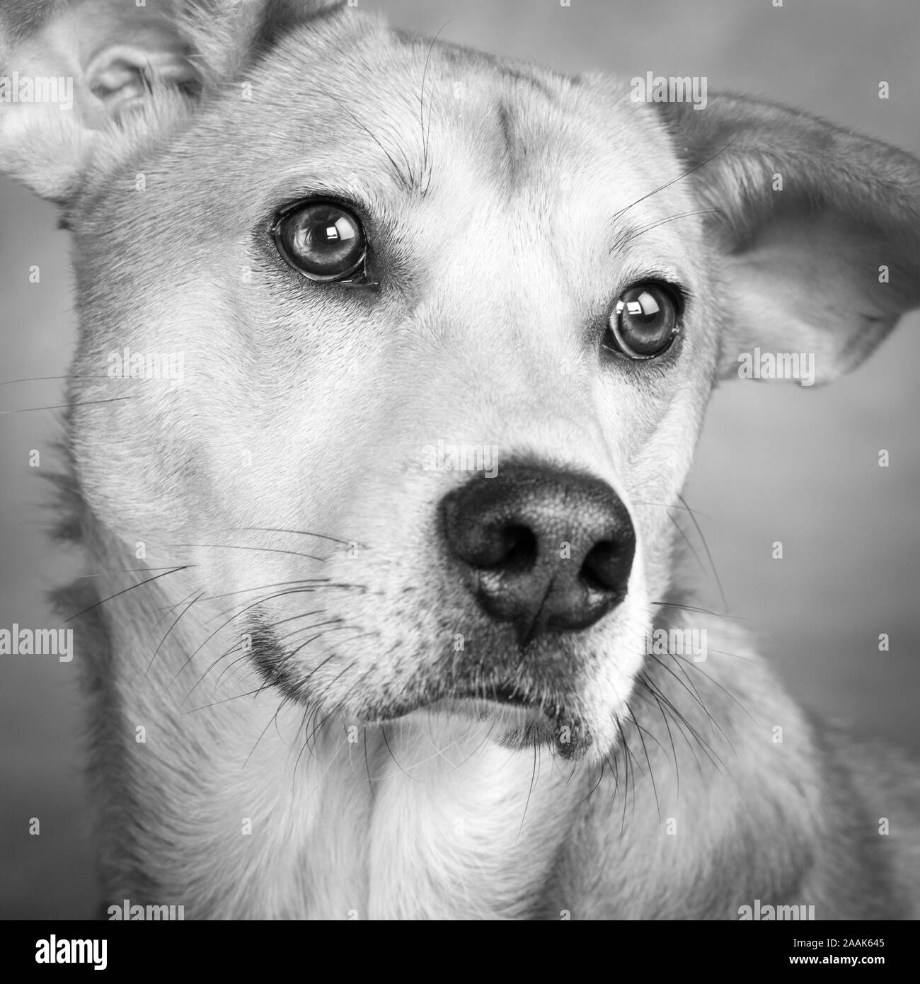 Portrait de Westie chien mixte Laboratoire Banque D'Images