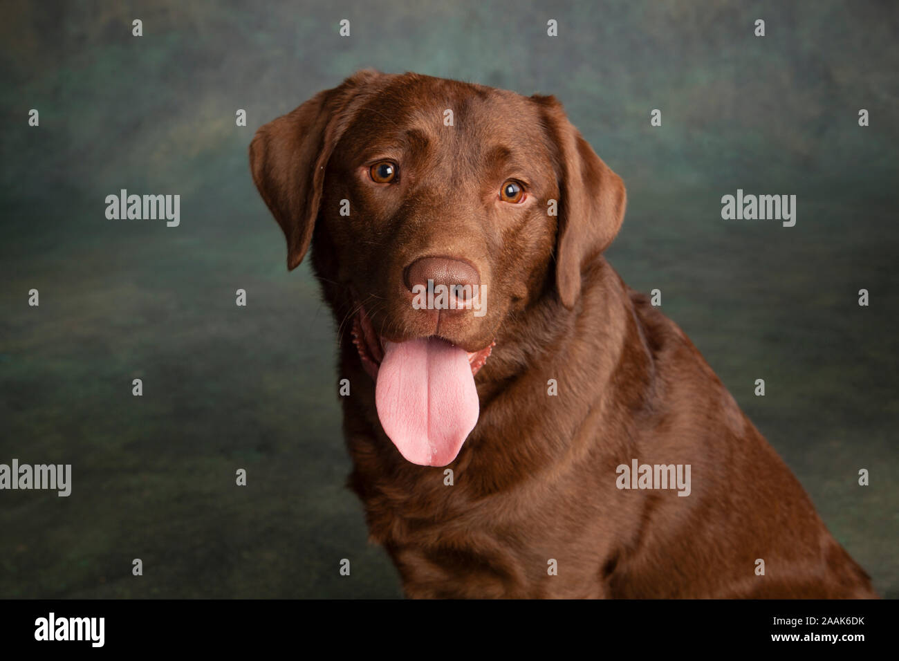 Portrait de labrador Chocolat sticking out tongue Banque D'Images