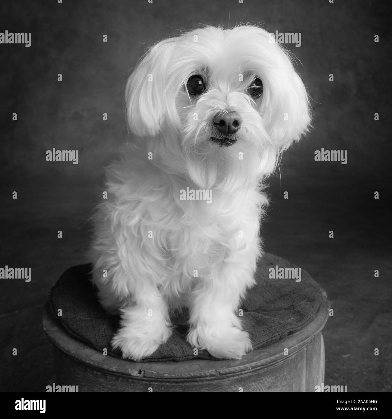 Portrait d'un chien Maltais Banque D'Images