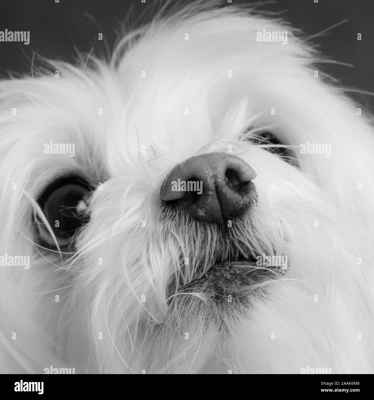 Portrait d'un chien Maltais Banque D'Images