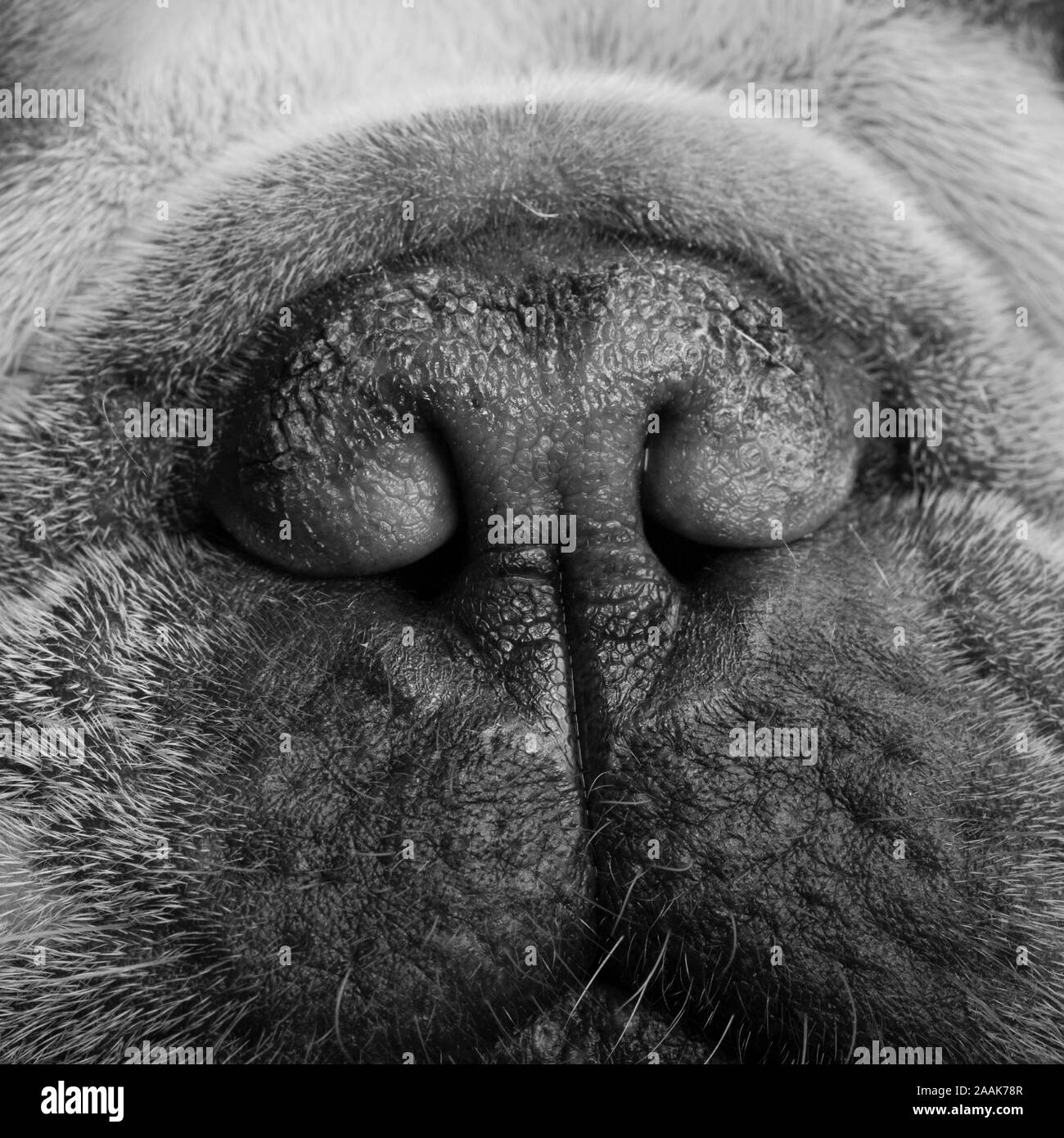 animal-nose-banque-de-photographies-et-d-images-haute-r-solution-alamy