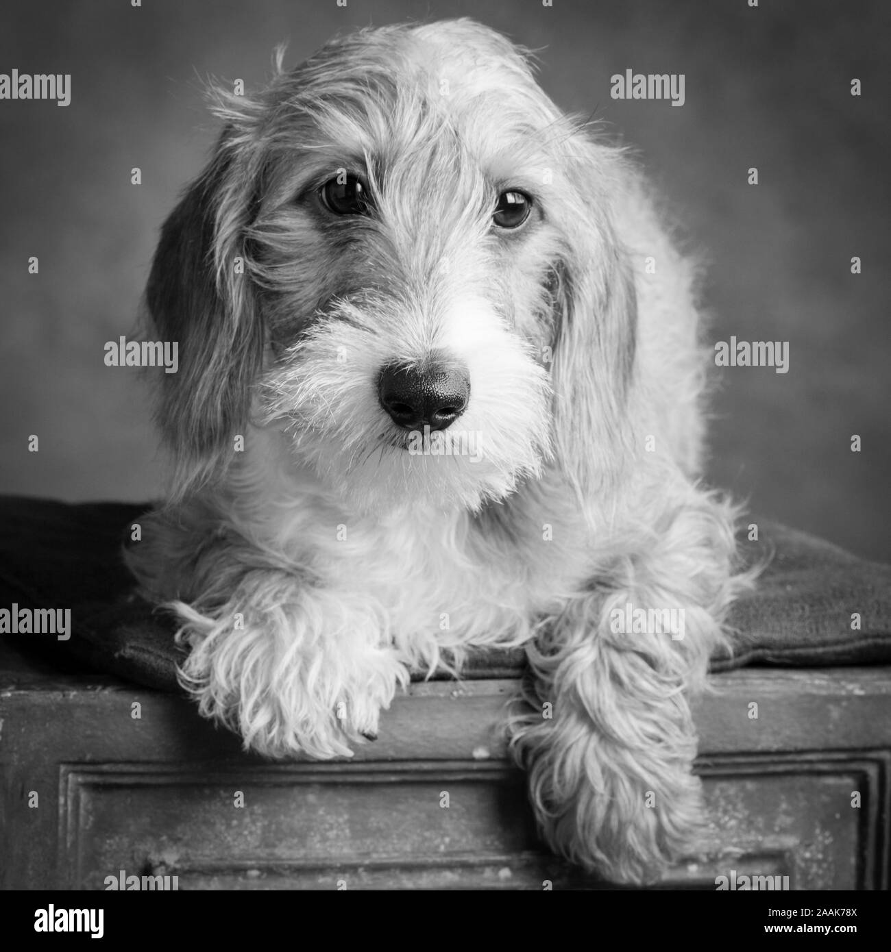 Chien De Teckel Banque D Images Noir Et Blanc Alamy