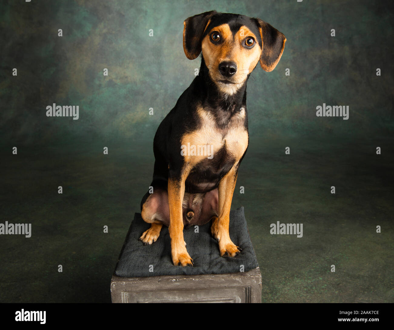 Portrait de studio de Beagle pinscher nain assis sur la selle Banque D'Images