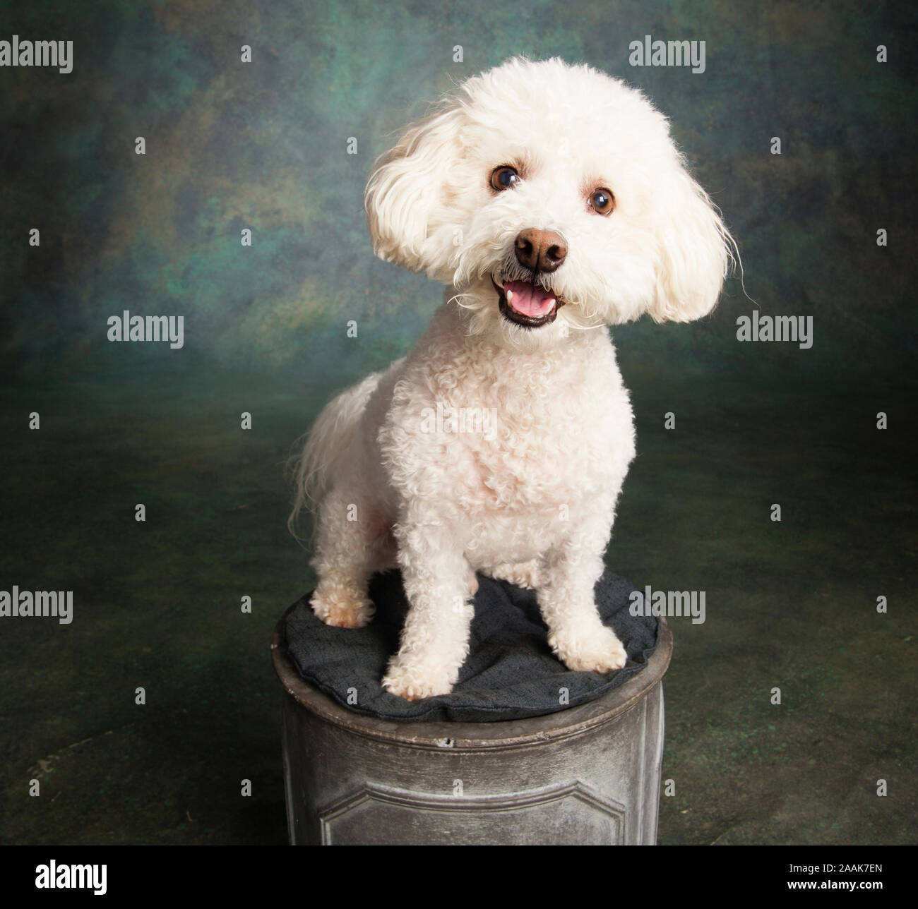 Portrait de studio de Bichon Frise Poodle dog mix Banque D'Images