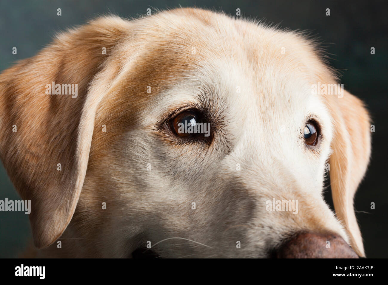 Portrait de studio de Labrador chien mixte Banque D'Images