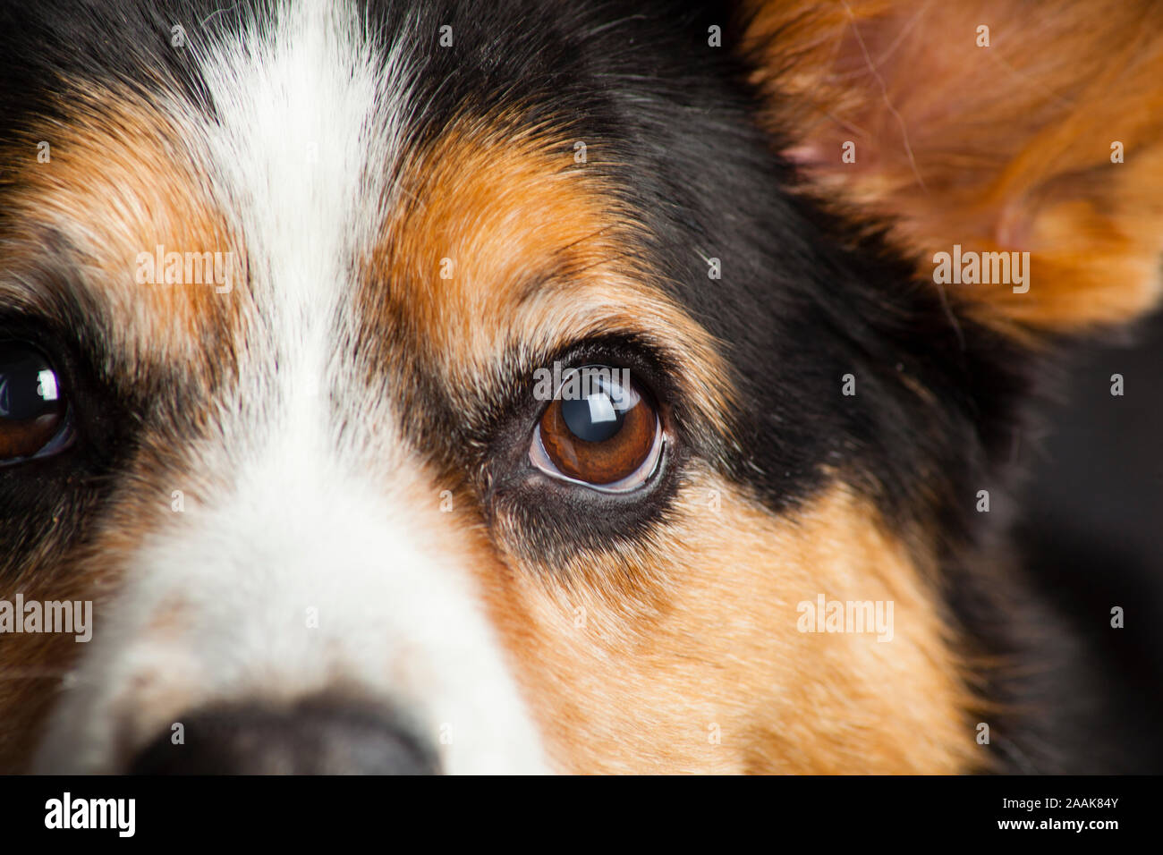 Portrait de Corgi Banque D'Images